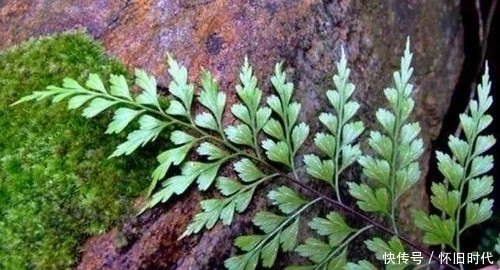 功效|农村这种常见的野草，有很好的清热解毒和止血的功效，见到要珍惜