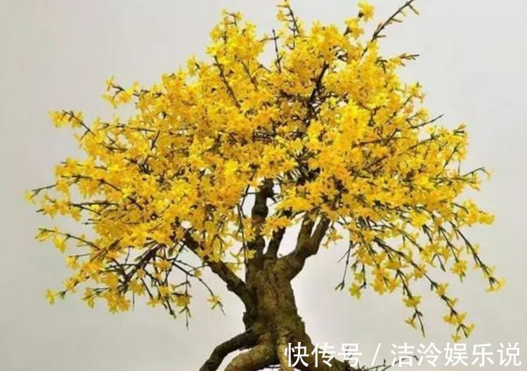 3种花爱喝水,2天一杯水,新芽呼呼冒,长得快,越浇长越旺!