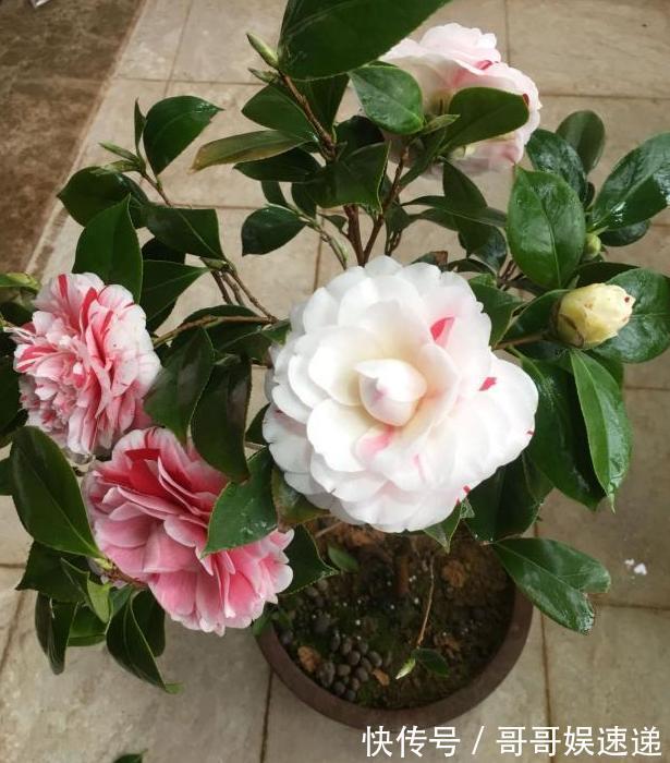 养殖茶花,盆栽里放上它们,保管枝叶繁茂长爆盆、嗖嗖窜花