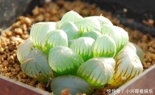 多肉植物|多肉总是“长不大”，注意5点，养出“肉质感”，肥嘟嘟就爆盆！