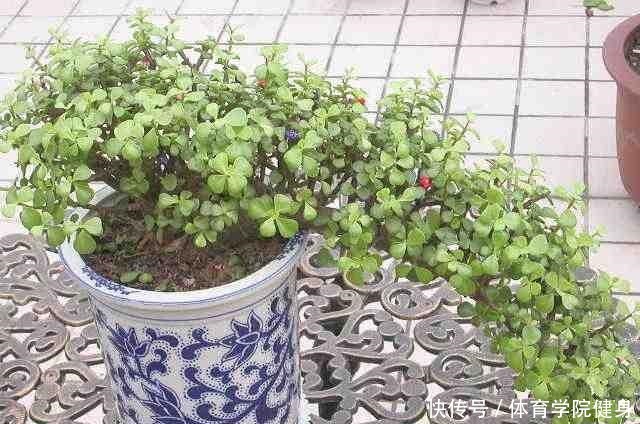 3种“便宜花”这样养一养，一年变“老桩”，开花千朵还“镇宅”！