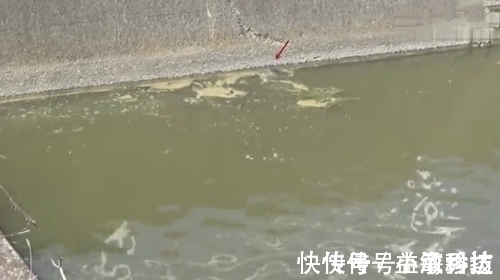 叉子|拿着鱼叉在河边等待,突然就跳入水中,结果叉中了一大鱼,厉害了