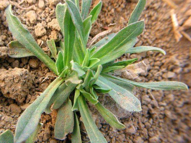 女人|被大家赞为“女人草”的野菜,养护子宫,美容养颜,你吃过几个