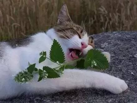 猫咪兴奋剂 木天蓼和猫薄荷 对猫有什么好处 快资讯