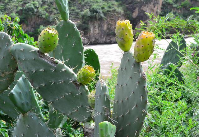 这几点记住了！仙人掌长出高海拔，又壮又肥像打了鸡血
