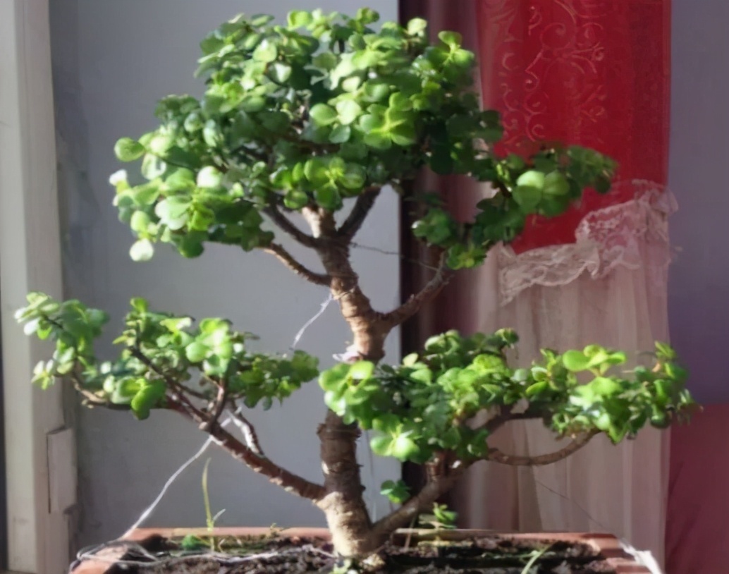 根系|养花记住6句“浇水口诀”,新手最适用,再也不会干根烂根了