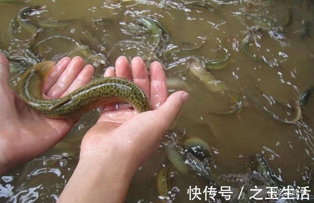 人称“水中人参”,怎么做都好吃,乡下人都吃过,可惜沦为放生鱼