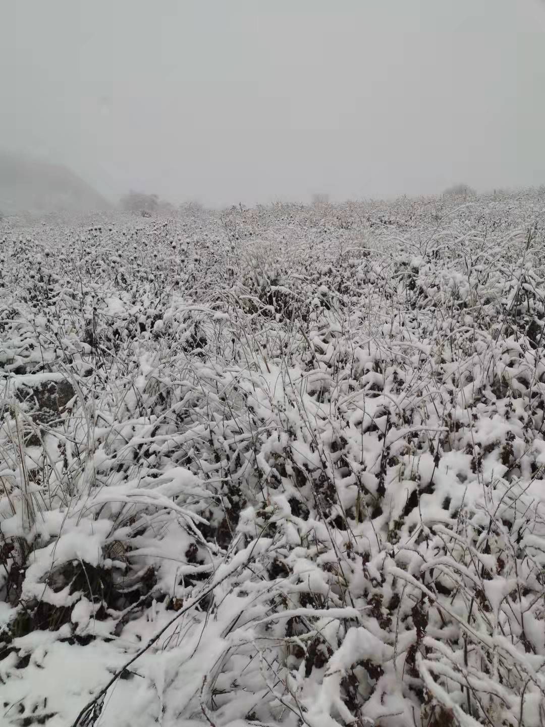 积雪|6厘米厚积雪，难得一见雾凇景象！百花山披“白纱”