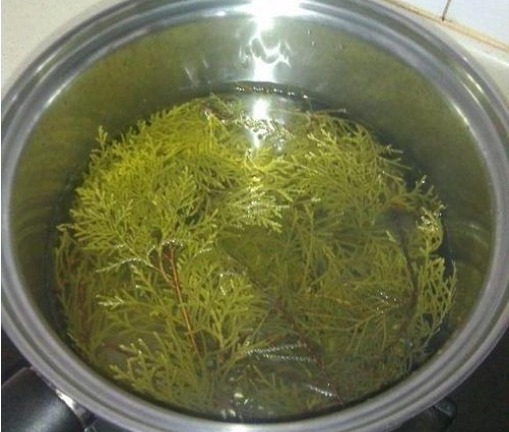 侧柏|一个很灵的治白发偏方坚持用此叶一周，头发不掉了，白发变黑发