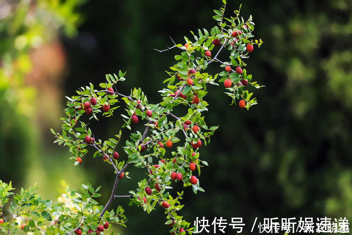 失眠|以前烂在地里没人要，因调失眠如今争相寻找，摇身一变成名贵药材