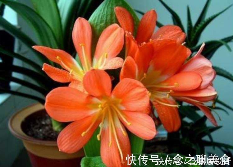 养花公认“最美”4种花，美不胜收，特别适合养花新手！