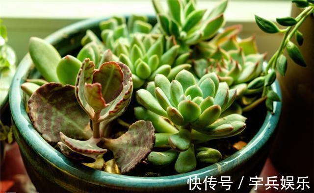 刚买回来的多肉,什么时候能够才能上盆,多肉植物上盆的最佳时间