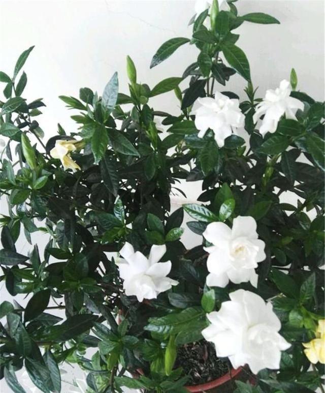 花芽|栀子花不开花怕啥，顺着“暴脾气”，随后爆花苞，一茬又一茬