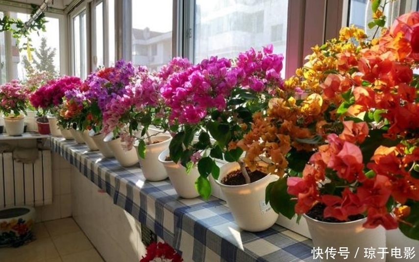居家就养此款花卉，开花大又香，开出一片花海