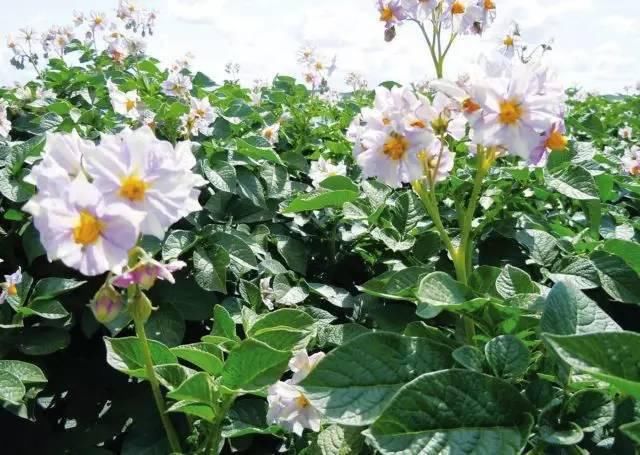 五谷|天地生五谷:土豆兄弟