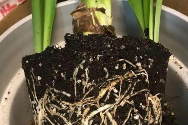 换盆时机到了,家中有此6种花的,再慢一步植物都会“活不长”