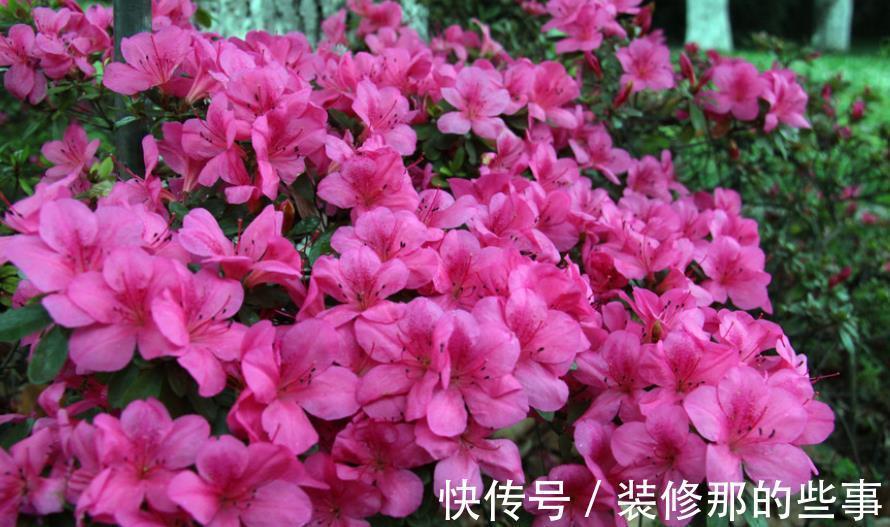 绕道|5种漂亮花，南方随便养开满枝，北方朋友请绕道，易黄叶长不好