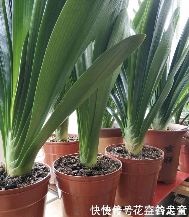 休眠期|养君子兰趁现在，多做2件事，长成大白菜，满盆冒花箭