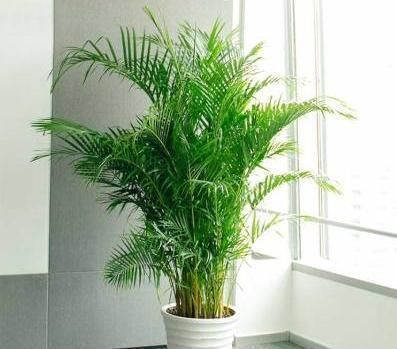 大气|4种“大气花”,富贵又漂亮,能吸灰尘净化空气,比绿萝强