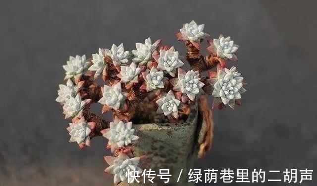 多肉植物|多肉中侧面最迷人的4个品种,远远看一眼就很喜欢,近看也好看