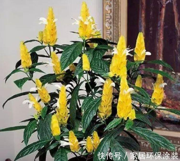 “4种花”花色艳、花量大，沾点水就疯长，开花勤还爱爆盆，美