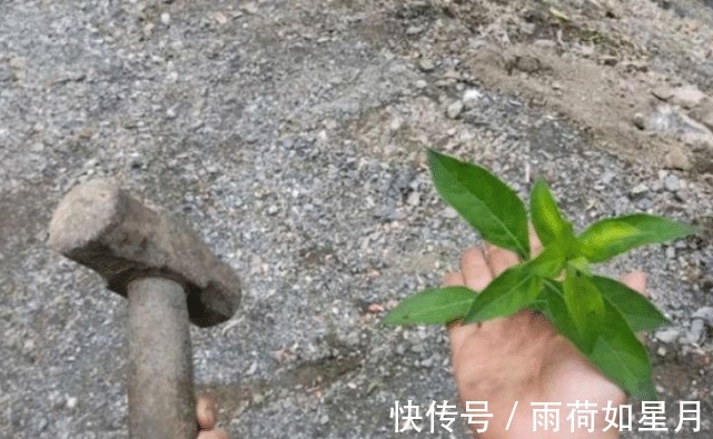 电视剧版|斗罗大陆大神自制昊天锤,长达近三米,比武魂真身还有压迫感!