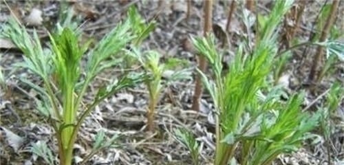 特效药|它是降压“特效药”，农村遍地可见，营养丰富价值高，遇见别错过