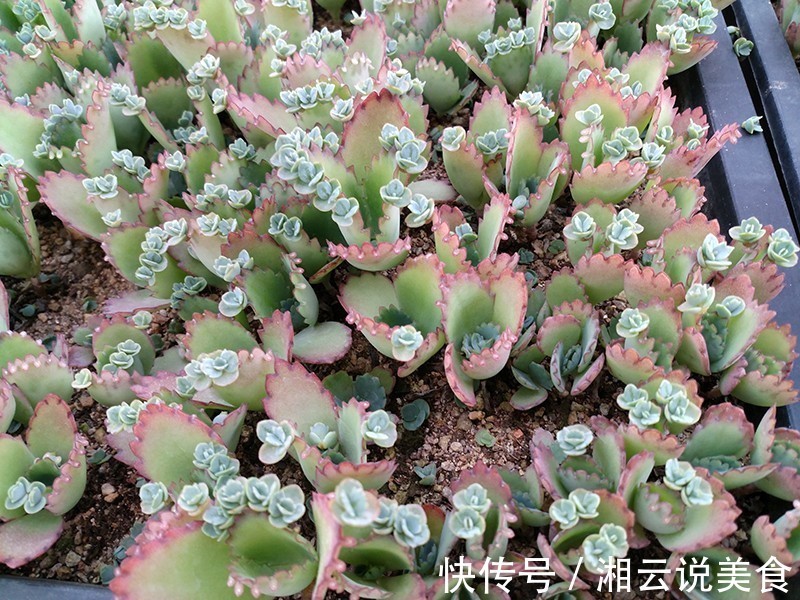 养4种花“当心”，生长太快，就像“生物入侵”，养多了清理难