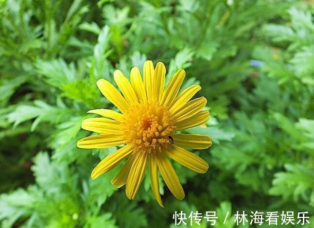 金露花|喜欢菊花，就养盆“精品菊花”情人菊，似娇艳情人，芳香四溢