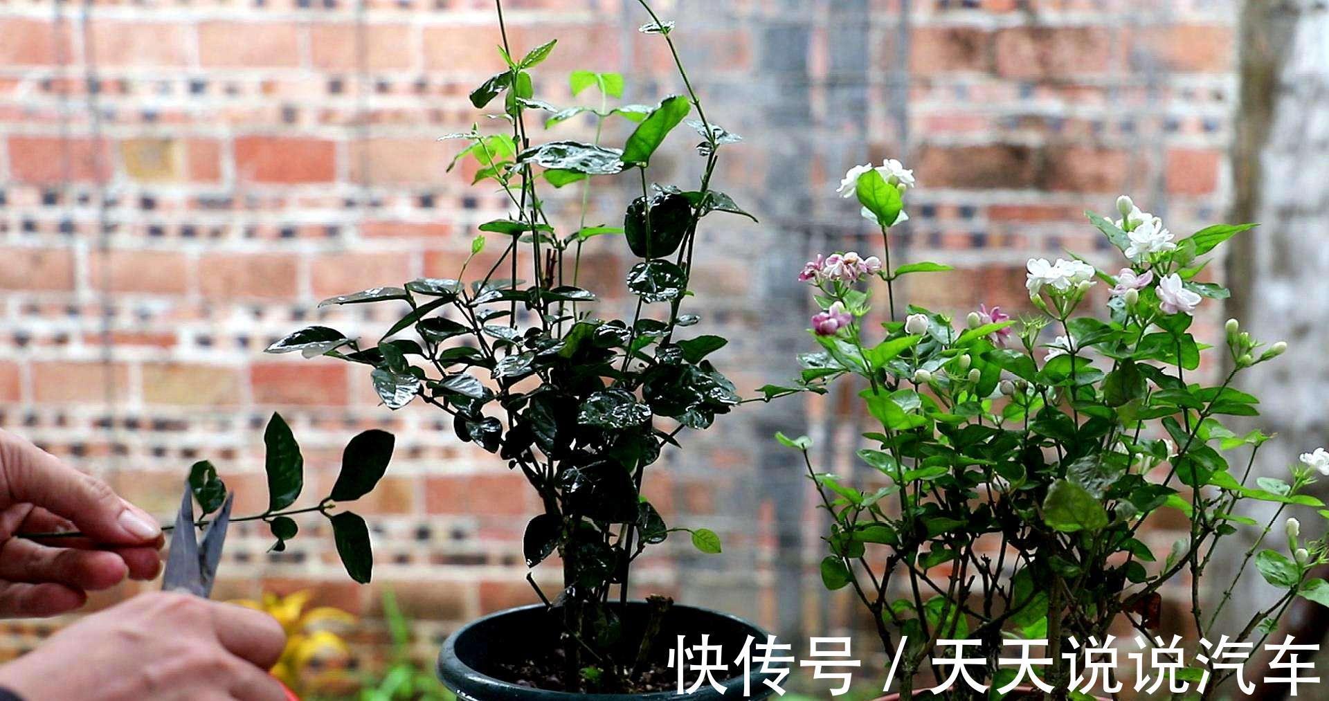 玉树|7种花，天冷要“静养”，少水断粮多晒晒，长得更健壮