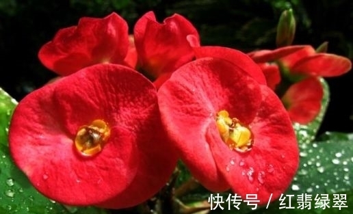 几款花卉便宜又好养,不仅名字超好听,花更漂亮,花开美翻天