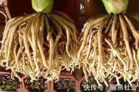 肉质根|给君子兰换盆,5个要点要“记牢”,服盆快,不烂根!