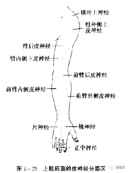 神经系统|神经系统体表定位标准