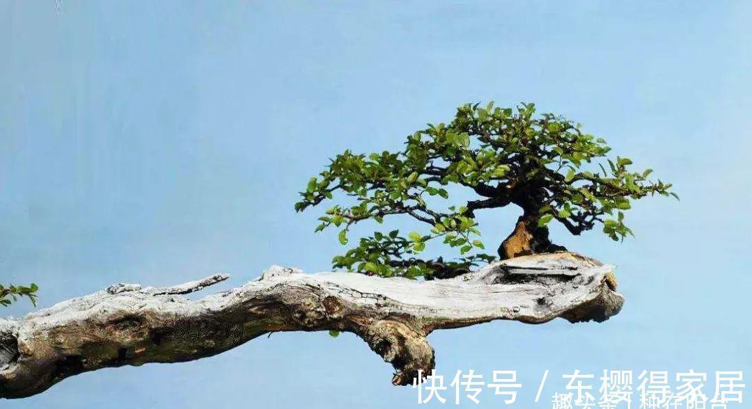 小小树石盆景有啥看头?它的画面与意境足以覆盖“自然山河”!