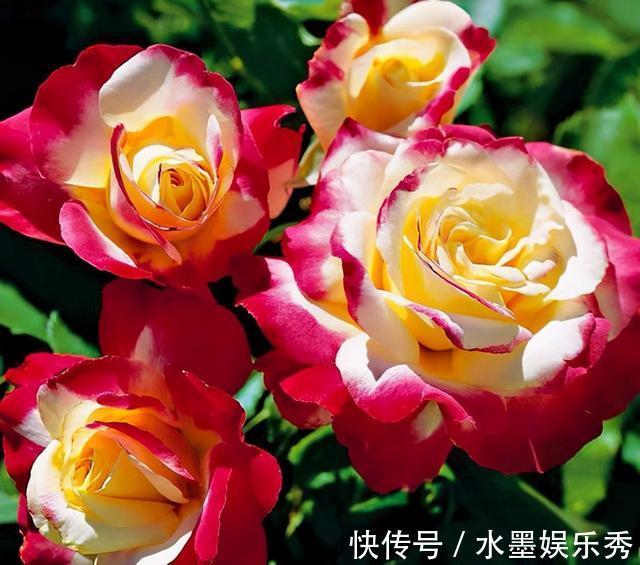 三楼|三楼奶奶不让我在一楼种花，事情解决了，出乎意料的让人难受