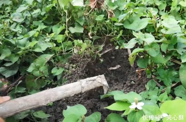 挑战|发现一种好吃的野草,但是却有一股难闻的味道,要挑战一下吗?