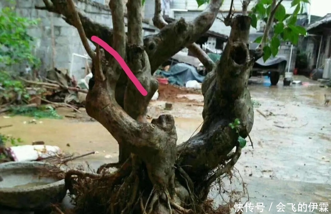 没有正确的取势，无法确定盆景造型，了解这3点，可选最佳造型