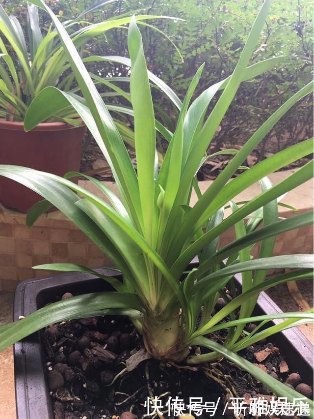 浇水|这花被误认为“蓝色君子兰”,开花特漂亮,一根枝能开50朵花