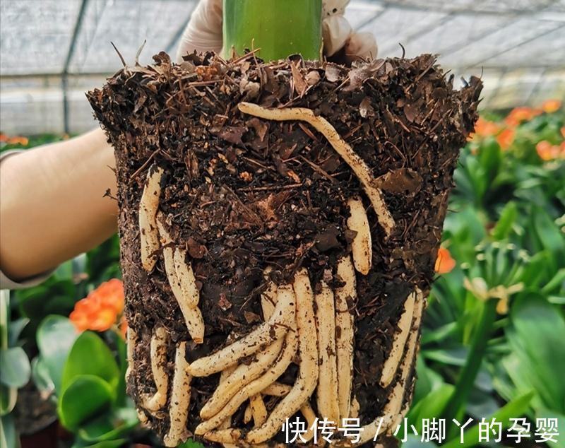 施肥|君子兰夏天少折腾,静养才能养出好兰株