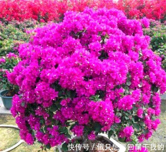 6月养三角梅,做好“4个多”,爆炸式开花,只见花朵不见叶