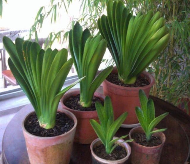 叶片|发现君子兰“鼓大包”,一定要重视,原因有3个,其中两个是惊喜