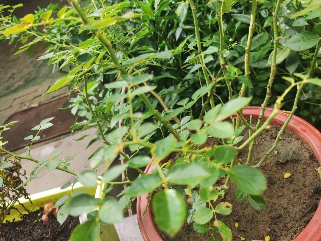 营养液|马上进入花期的花,10天一次肥,下个月就开花