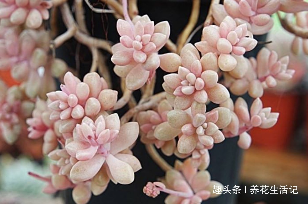 新手养多肉，做好“3大”基础度夏简单，叶子肥厚萌萌哒！