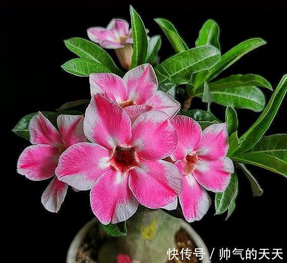 新手养沙漠玫瑰,满足它的“小爱好”,一盆养十年,年年开满花