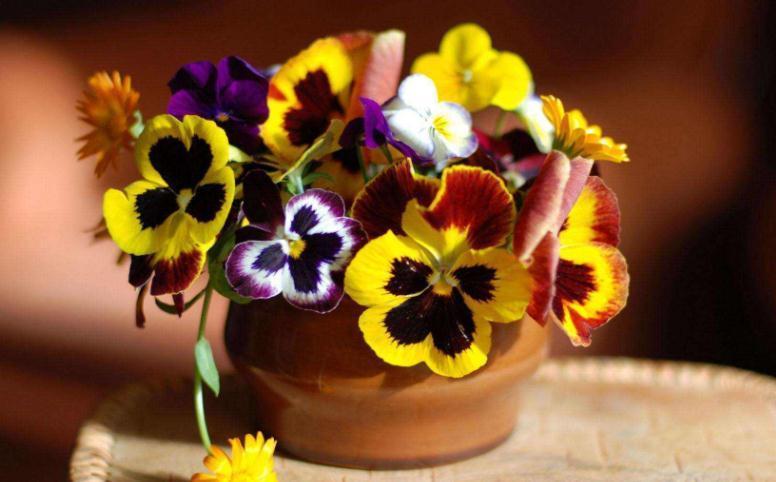 这4种植物不怕“挨冻”,适合冬季露养,状态佳、开花漂亮