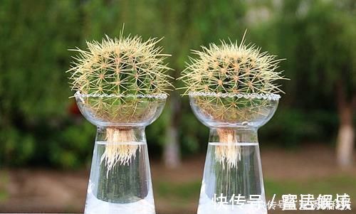 芦荟|家里万万要养这几种植物,难怪家人身体越住越健康,后悔才察觉