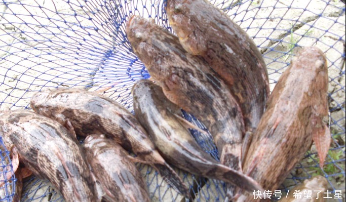 这种入侵鱼，虽然长得不咋地，但肉质鲜嫩，一斤都被炒到200多元