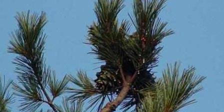 采集|盘点农村随处可见的8大美食，也许你只看到过它们菜盘上的样子！