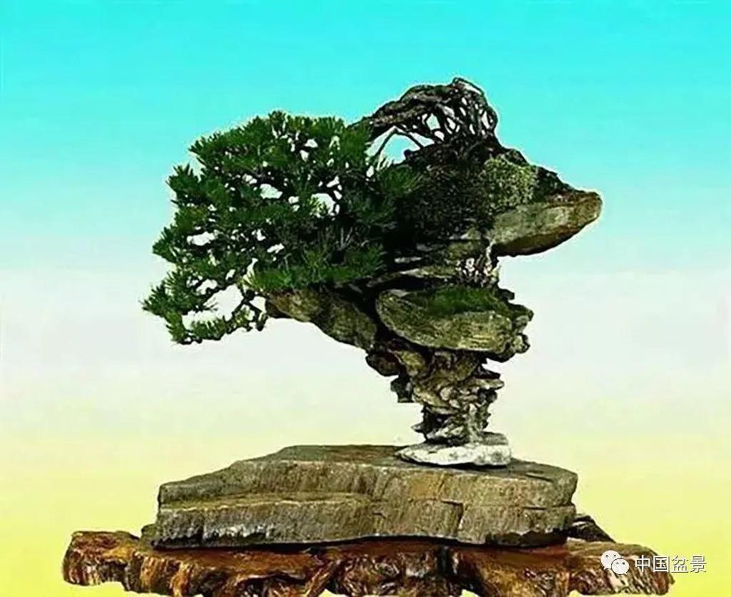 极品附石山松盆景,见过的人都忍不住竖起大拇指!