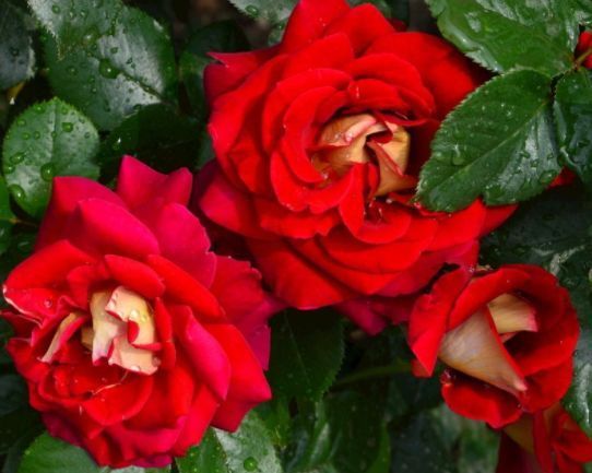 此款花草适合新手养殖，花姿妖娆，四季繁花似锦，美